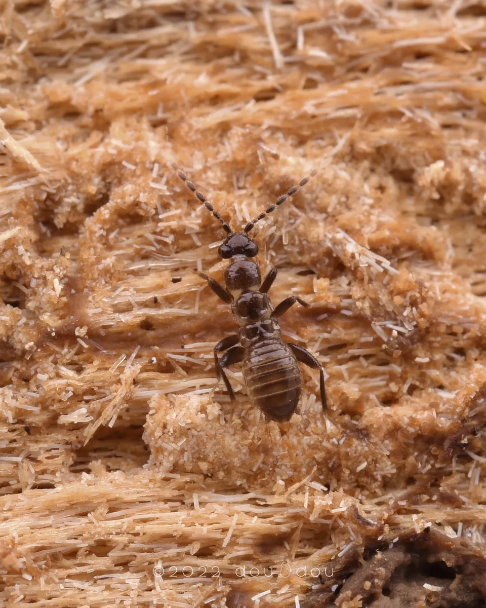 Spiralizoridae - photo 3