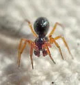 Spirembolus dispar