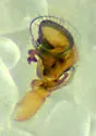 Spirembolus dispar - photo 2