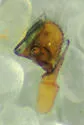Spirembolus dispar - photo 3