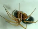 Spirembolus mundus