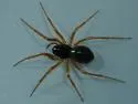 Spirembolus mundus - photo 2