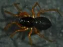 Spirembolus mundus - photo 3