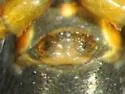 Spirembolus mundus - photo 4