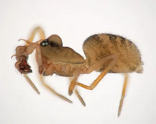 Spirembolus novellus - photo 3