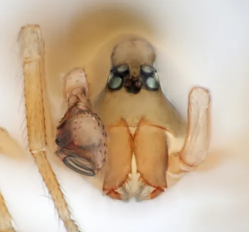 Spirembolus novellus - photo 4