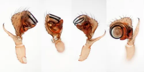 Spirembolus novellus - photo 5