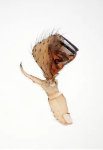 Spirembolus novellus - photo 6
