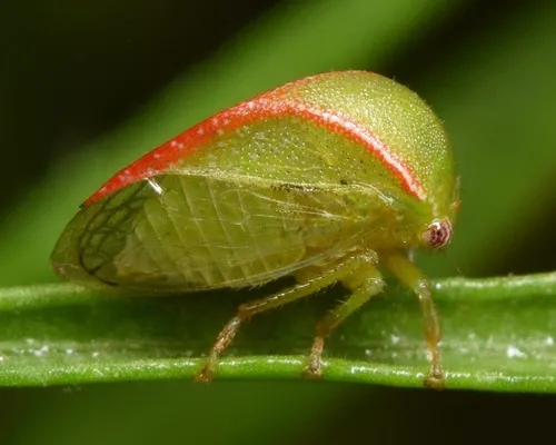 Three-cornered Alfalfa Hopper - photo 2