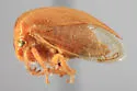 Spissistilus puncticeps - Spissistilus puncticeps