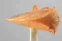 Spissistilus puncticeps - photo 2