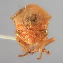 Spissistilus puncticeps - photo 3