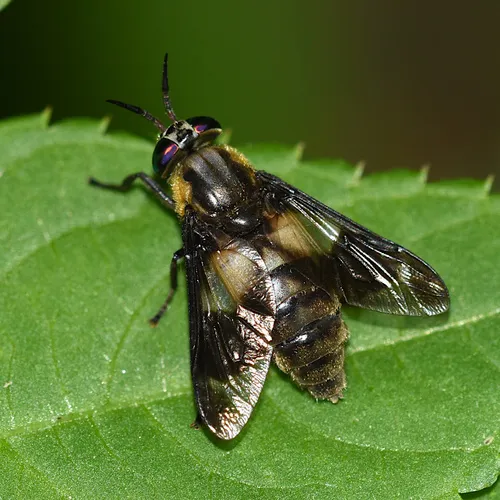 Splayed Deerfly - Chrysops caecutiens