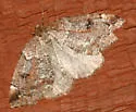 Spodolepis danbyi - Hodges#6799.1
