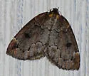 Spodolepis substriataria - Hodges#6799