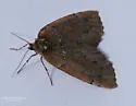 Spodolepis substriataria - Hodges#6799 - photo 4
