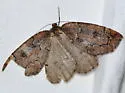 Spodolepis substriataria - Hodges#6799 - photo 5