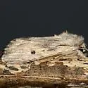 Gray-streaked Armywom Moth - Hodges#9673