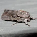 Gray-streaked Armywom Moth - Hodges#9673 - photo 3