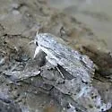 Gray-streaked Armywom Moth - Hodges#9673 - photo 4