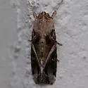 Androgea Armyworm Moth - Hodges#9671.1