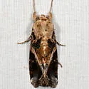 Androgea Armyworm Moth - Hodges#9671.1 - photo 3