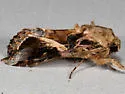 Androgea Armyworm Moth - Hodges#9671.1 - photo 4
