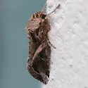 Androgea Armyworm Moth - Hodges#9671.1 - photo 5