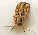 Sweetpotato Armyworm Moth - Hodges#9671