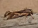 Sweetpotato Armyworm Moth - Hodges#9671 - photo 2