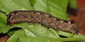 Sweetpotato Armyworm Moth - Hodges#9671 - photo 3