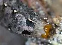 Sweetpotato Armyworm Moth - Hodges#9671 - photo 4