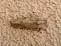 Southern Armyworm Moth - Hodges#9672