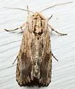 Southern Armyworm Moth - Hodges#9672 - photo 4