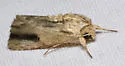 Southern Armyworm Moth - Hodges#9672 - photo 5