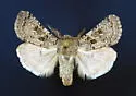 Spodoptera hipparis - Hodges#9674