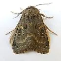 Spodoptera hipparis - Hodges#9674 - photo 2