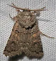 Spodoptera hipparis - Hodges#9674 - photo 3