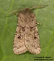 Spodoptera hipparis - Hodges#9674 - photo 4