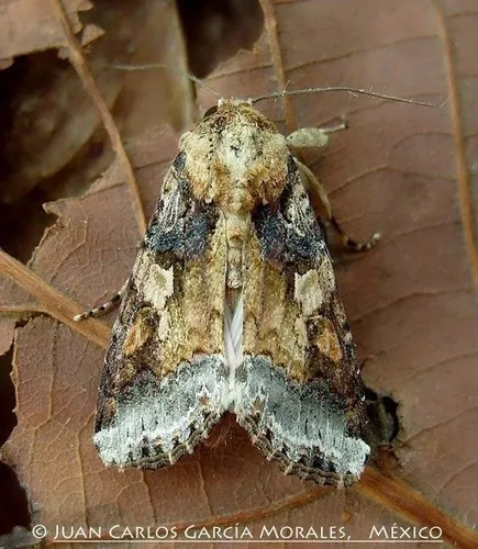 Velvet Armyworm Moth - Hodges#9670