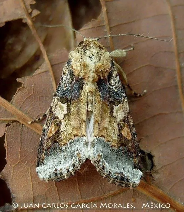 Velvet Armyworm Moth - Hodges#9670 - photo 2
