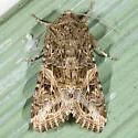 Western Yellow-striped Armyworm Moth - Hodges#9667 - photo 2