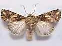Western Yellow-striped Armyworm Moth - Hodges#9667 - photo 3