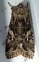Western Yellow-striped Armyworm Moth - Hodges#9667 - photo 4