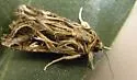 Caribbean Armyworm Moth - Hodges#9668 - photo 3