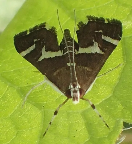 Spoladea recurvalis - photo 8