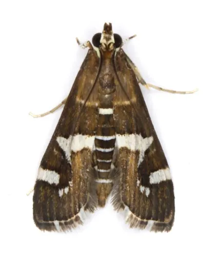 Spoladea recurvalis - photo 2