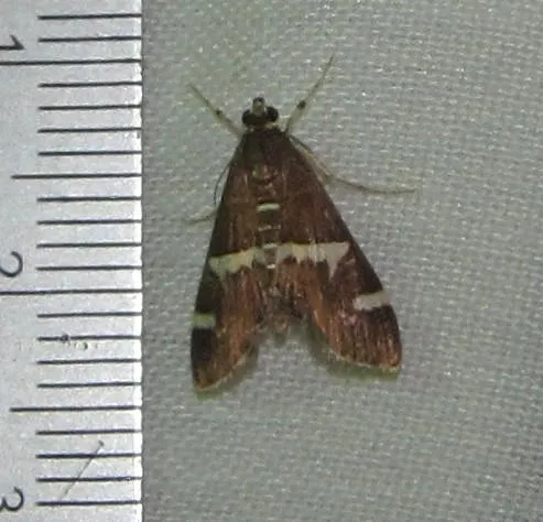 Spoladea recurvalis - photo 3