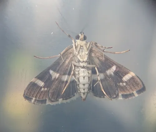 Spoladea recurvalis - photo 5