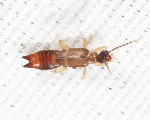 Little Earwigs - photo 2